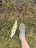 達摩浮漂去殼孔雀羽高靈敏鯽魚(yú)漂加粗醒目黑坑漂綜合漂淺水漂kc30 KC30（長(cháng)腳長(cháng)尾）綜合版 粗尾 1號2號3號各一支 曬單實(shí)拍圖