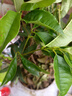 桂花樹(shù)苗桂花苗盆栽金桂四季桂室內外濃香型陽(yáng)臺花卉綠植庭院盆景 丹桂濃香型 5年苗開(kāi)花多多 曬單實(shí)拍圖