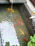 招財如意錦鯉冷水觀賞魚大型純種精品紅白三色招財魚好養(yǎng)耐活風(fēng)水魚活魚 十全十美（隨機(jī)顏色10條可指定） 20-23cm 曬單實(shí)拍圖