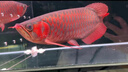 印尼紅龍魚(yú)活體魚(yú)辣椒紅龍超血紅龍金龍魚(yú)活魚(yú)龍魚(yú)小魚(yú)熱帶觀(guān)賞魚(yú) 極品——赤血紅龍【包發(fā)色】 18-20cm【證書(shū)芯片齊全】包發(fā)色 曬單實(shí)拍圖