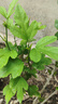 駿灝買1送2 玉蘭花樹(shù)苗四季開(kāi)花庭院盆栽白紫廣玉蘭樹(shù)苗矮化耐寒超矮 中國(guó)紅玉蘭 幼苗（（一顆裝））不好養(yǎng) 曬單實(shí)拍圖