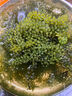 海葡萄兒童即食海葡萄植物魚子醬海藻涼拌菜鹽漬水葡萄爆珠漿海草 6包(送蘸料) 每包100g包含水 曬單實拍圖