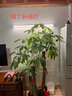 飛利浦(PHILIPS)全光譜LED植物生長燈大棚花卉室內(nèi)家用多肉補(bǔ)光燈仿太陽自然光光合作用燈 飛利浦24W全光譜燈管配飛利浦燈架 曬單實(shí)拍圖