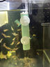 YEE烏龜加熱棒魚(yú)缸小型加熱器自動(dòng)恒溫智能迷你加溫棒龜缸低水位75w 曬單實(shí)拍圖