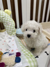 柴墨精品比熊幼犬雙血統(tǒng)茶杯犬韓系寵物狗活體家養(yǎng)白色卷毛小型犬 寵物級 【標體比熊】 曬單實拍圖