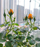 月季花苗四季開(kāi)花大花濃香型灌木月季苗庭院陽(yáng)臺盆栽地栽玫瑰花苗 果汁陽(yáng)臺【大花濃香，多季節開(kāi)花】 扦插小苗15-25cm高 1棵 曬單實(shí)拍圖