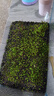 生態(tài)魚缸專用水草種子四季養(yǎng)魚速成草坪造景大小對(duì)葉牛毛草籽套餐 小對(duì)葉+大對(duì)葉+牛毛草（各5000粒） 曬單實(shí)拍圖