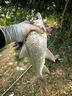 六魚(yú)雙層卸水魚(yú)護501 便攜加厚涂膠網(wǎng)兜布防掛速干防臭野釣黑坑裝魚(yú)袋 30cm 2m 排水更快/方形+魚(yú)護包 曬單實(shí)拍圖
