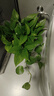 綠有意綠蘿盆栽除甲醛室內(nèi)好養(yǎng)花卉植物綠蘿批發(fā)辦公室新房裝修凈化空氣 180#】純白恐龍蛋3盆+4肥 帶盆帶土發(fā)貨 曬單實拍圖