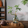 八芽發(fā)財(cái)樹小盆栽花卉水培植物客廳桌面綠植室內(nèi)四季招財(cái)樹辦公室好養(yǎng) 雙桿發(fā)財(cái)樹-小藍(lán)瓶-含紫砂托 含盆 曬單實(shí)拍圖