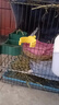 兔籠兔子特大號籠子家用室內(nèi)養(yǎng)兔專用帶廁所加密荷蘭豬籠免安裝 托盤+食盆+網(wǎng)格腳墊+草窩+飲水器 40型號40*30*30(適合1只) 曬單實拍圖