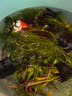 瘋狂水草（FKSC）真水草魚缸造景套餐凈化水質(zhì)懶人魚缸水草植物直接入缸蜈蚣草 【火山石】水草組合一3棵裝 曬單實(shí)拍圖