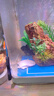 錦鯉魚金魚活魚黃金鯉黑錦鯉紅色魚白錦鯉小型耐活好養(yǎng)冷水蝴蝶鯉 6-8cm黑白紅黃四種顏色6條 曬單實拍圖