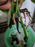 開背龜背竹水培室內(nèi)客廳綠植盆栽四季好養(yǎng)辦公室桌面水養(yǎng)植物花卉 精品龜背竹+橢圓灰晶瓶+卡片 整體（高50-60cm）（帶吊卡） 曬單實拍圖