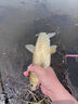 久巖無結(jié)金海夕子線雙鉤成品野釣鯽鯉魚鉤子綁好正品翹嘴專用子線 60cm無結(jié)金海夕無刺【鉤8線2.0】 無規(guī)格 曬單實(shí)拍圖