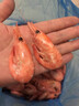 美加佳大號熟凍北極甜蝦腹籽凈重3斤 規(guī)格80/100  熟凍甜蝦 海鮮水產(chǎn) 曬單實(shí)拍圖