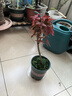 臨雅紅楓盆景樹(shù)苗綠植物室內(nèi)桌面辦公室盆栽老樁耐寒不含盆源頭直發(fā) 曬單實(shí)拍圖