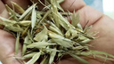 北京同仁堂野麥子殼野燕麥草浮小麥殼盜汗多汗斷奶自汗正宗穗野麥草野小麥籽 野麥子250克 曬單實拍圖