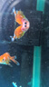 金魚（Jinyu）【精品高質(zhì)】蘭壽金魚淡水錦鯉觀賞魚國粹耐活好養(yǎng) 蘭壽+泰獅+頂紅 各1條4-5CM 曬單實拍圖