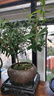 八芽 小葉赤楠盆景擺件室內(nèi)綠植花卉盆栽老樁客廳辦公室桌面好養(yǎng)植物 （【熱銷款】舍得紫砂盆赤楠+苔蘚+底座） 曬單實拍圖