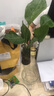 老樁龜背竹水培植物鴨腳木天堂鳥懶人大葉除甲醛辦公室內(nèi)好養(yǎng)綠植 天堂鳥5株（不含瓶） 曬單實拍圖