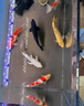 沃邦兄弟魚(yú)缸凈水劑水立清水質(zhì)清澈劑澄清劑水族箱除渾濁清水劑養(yǎng)魚(yú)用品 2瓶【魚(yú)缸凈水劑】 曬單實(shí)拍圖