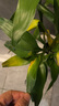 富貴竹水培植物客廳招財綠植室內(nèi)盆栽觀音竹粗桿帶根轉(zhuǎn)運竹發(fā)財竹 【熱銷】富貴竹60-70cm【6棵+營養(yǎng)液】 曬單實拍圖