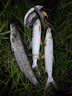OEMG小黃鴨活魚扣 路亞不銹鋼魚鎖扣 多功能輪式魚扣帶地插馬口魚鎖扣 【3米鋼絲3個魚扣】+浮力漂 曬單實拍圖