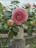1米6大苗薔薇花苗藤本月季花爬藤植物四季開花盆栽玫瑰陽臺種植 粉色龍沙寶石【四季開花 大花 濃香】不含盆 中苗50-60厘米 曬單實拍圖