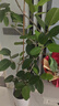 手耕田網(wǎng)紅孟加拉榕盆栽大型綠植黃金榕高山榕樹室內(nèi)客廳落地橡皮面包樹 孟加拉榕樹1.6-1.8m高自動(dòng)吸水 帶盆栽好 曬單實(shí)拍圖