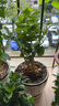 綠有意綠植盆栽多肉花卉盆栽植物室內(nèi)桌面水培綠植辦公室客廳植物懶人 清香3盆】梔子花+九里香+茉莉花 曬單實(shí)拍圖
