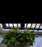 行湘綠蘿盆栽水培綠植新房除甲醛植物 180#原盆4盆+吸水盆 源頭直發(fā) 曬單實拍圖