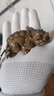 小木緣生 綠檀貔貅文玩手把件男紅木雕小把玩掛件木質(zhì)雕刻擺件 綠檀貔貅【右】－8.5*4.6*3.5cm 曬單實(shí)拍圖