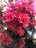 花神紀(jì)速效開(kāi)花素免稀釋三角梅茶花促開(kāi)花卉綠植肥植物營(yíng)養(yǎng)液通用催花素 速效開(kāi)花素-促花開(kāi)爆花素 專(zhuān)用肥開(kāi)花肥料催花肥黑斑病藥 曬單實(shí)拍圖