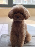 自然光環(huán)halo進口狗糧小型犬老年犬泰迪柯基雞肉味 10lb/4.54kg 犬雞肉味4.54kg【效期至25年11月 曬單實拍圖