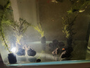 寵小帥魚(yú)缸智能加熱棒自動(dòng)恒溫器防爆控溫加熱器水族箱加溫棒烏龜加熱棒 【100w】智能加熱棒 曬單實(shí)拍圖