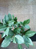 香妃茶花山茶花樹(shù)苗盆栽花卉植物四季開(kāi)花陽(yáng)臺(tái)庭院耐寒濃香老樁 【花期帶花苞】香妃茶40-50cm原土1顆 曬單實(shí)拍圖