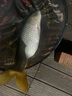 simago喜曼多魚(yú)竿輕量化28調(diào)性高碳超輕超硬超細(xì)戶外野釣臺(tái)釣鯽魚(yú)鯉魚(yú)竿 4.5m 小綜合竿4H28調(diào)+釣魚(yú)禮包 曬單實(shí)拍圖