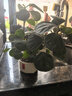 臨雅小盼菩提樹(shù)盆栽帶果老樁盆景辦公室綠植客廳桌面植物室內禪意擺件 小盼菩提+小喜圓口盆 帶果 曬單實(shí)拍圖