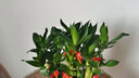 幼薇節(jié)節(jié)高富貴竹植物客廳轉(zhuǎn)運(yùn)綠植盆栽辦公室內(nèi)桌面好養(yǎng)盆景四季常青 九棵富貴竹+灰色八方來(lái)財(cái)瓷盆 帶盆栽好 曬單實(shí)拍圖