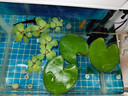 BM水芙蓉苗水浮蓮水培植物水生植物水養草池塘魚(yú)缸造景養殖凈化水質(zhì) 水芙蓉5棵 曬單實(shí)拍圖