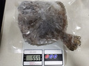 果勛超大號多寶魚凈重3-3.6斤共3條海捕鮮活冷凍比目鰈魚海鮮水產魚類 曬單實拍圖