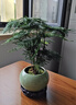 文竹盆栽植物室內(nèi)花卉盆景客廳辦公室桌面小綠植好養(yǎng)云竹四季常青 精品文竹+冰釉淺綠盆+圓底托+苔蘚 曬單實(shí)拍圖