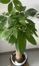 植男植女發(fā)財(cái)樹客廳大型盆栽室內(nèi)真綠植好養(yǎng)落地辦公室開業(yè)招財(cái)樹源頭直發(fā) 曬單實(shí)拍圖