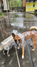 米聆狗狗雨衣中大型犬寵物外出雨衣泰迪柴犬柯基金毛遛狗防水護肚雨披 白色包邊【升級環(huán)保加厚】 XL（9-12斤) 曬單實(shí)拍圖