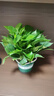 雙盟綠蘿盆栽除甲醛花卉綠植辦公室新房凈化空氣180加侖4盆裝源頭直發(fā) 曬單實(shí)拍圖