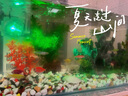 樹脂工藝品擺件 火山 珊瑚石 水族魚缸造景裝飾品 彩繪珊瑚礁石 081雙面假山真山水景 曬單實拍圖