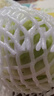 圓白菜約1kg 曬單實拍圖