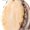 鮮味時(shí)刻【活鮮】全國13倉發(fā)貨 鮑魚(yú)鮮活超大號生鮮貝類(lèi)海鮮海鮮水產(chǎn)鮮 2斤，30-26只（中號） 曬單實(shí)拍圖