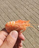 火龍蝦俄羅斯萊伯蝦即食北極甜蝦腹籽頭籽蝦爬子熟凍海鮮 1000g(凈重) 7-10cm 【70-90只】 曬單實(shí)拍圖
